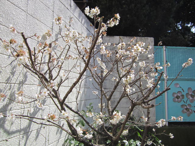 園庭のさくらんぼの木に花が咲き春が近づいてきました お別れ会 お別れ遠足そして卒園式 Blog 貝塚中央こども園 社会福祉法人 貝塚中央福祉会